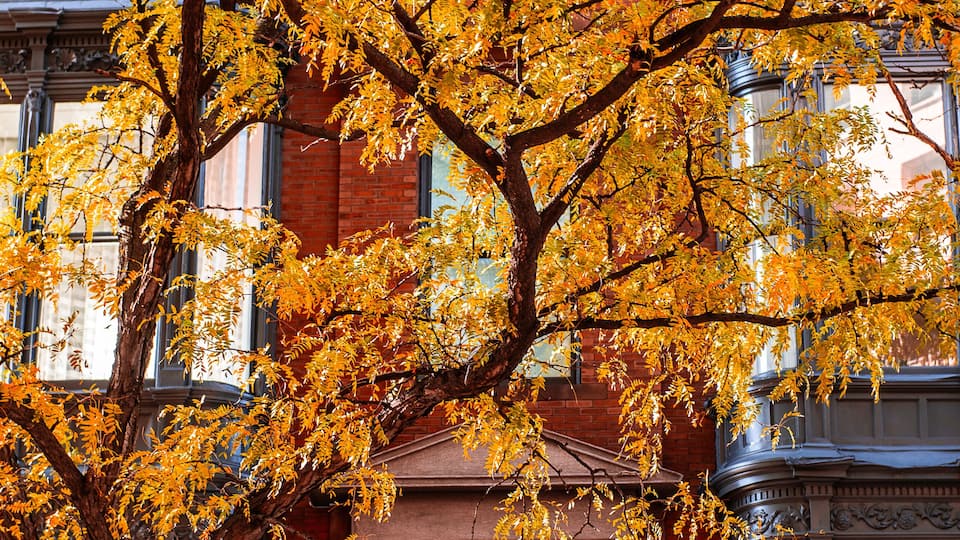 A historic building with a large clock and a tree with autumn leaves.