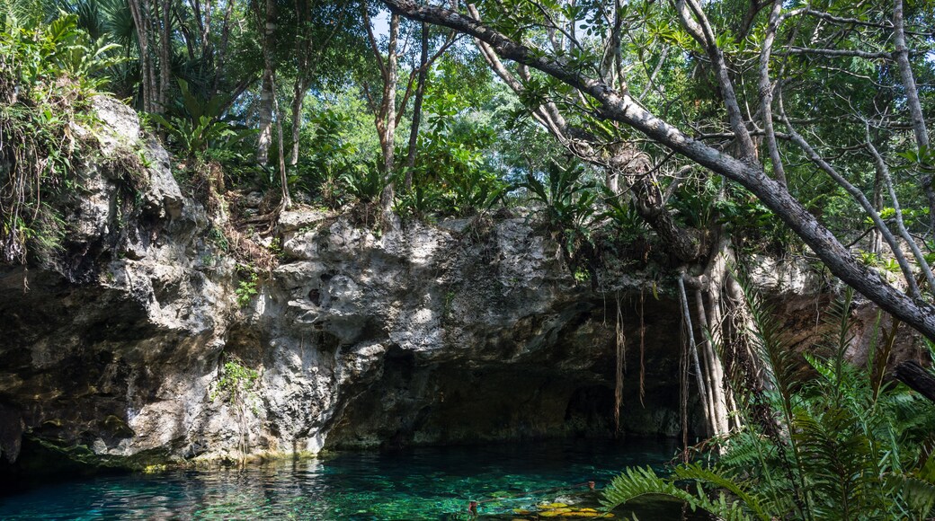 Gran cenote, Tulum, Yucatán, Mexique