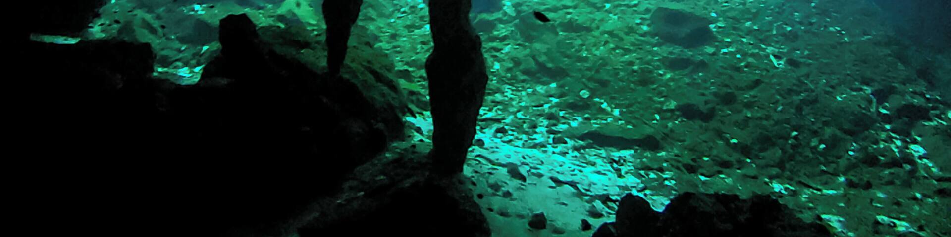 Swimming with fish and turtles and with bats in the caves above is just amazing. All for only 180 pesos.
Happily, they make you shower before you go in to wash off and sunscreen and insect repellent to protect the ecosystem.