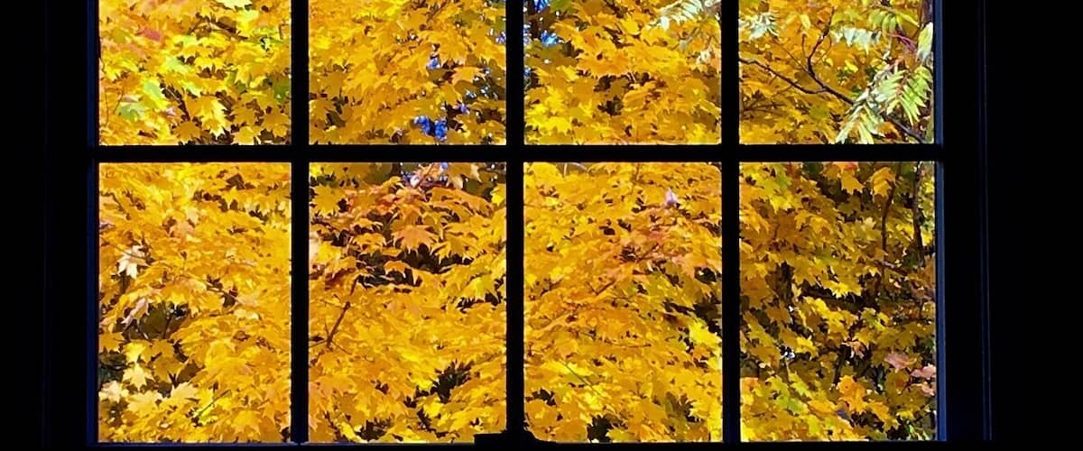 A window with a view of yellow autumn leaves.
