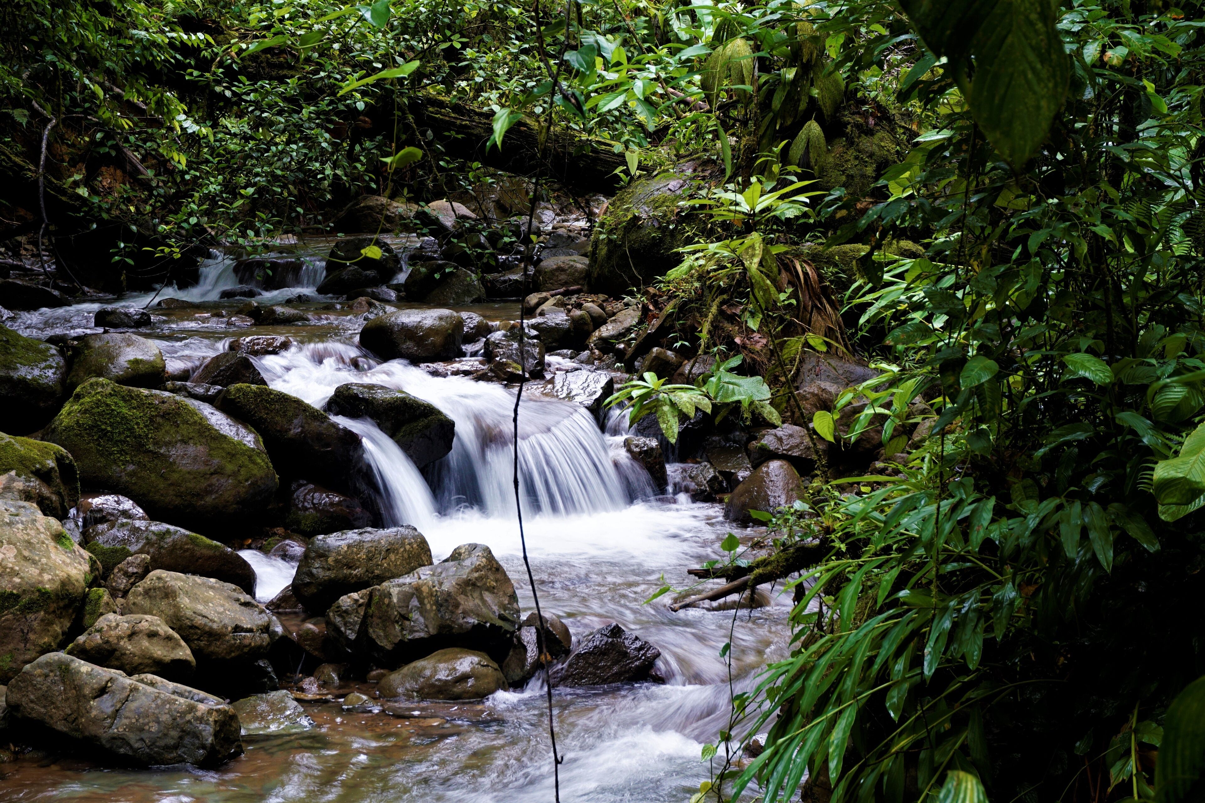 A stream flowing over rocks in a forested area.