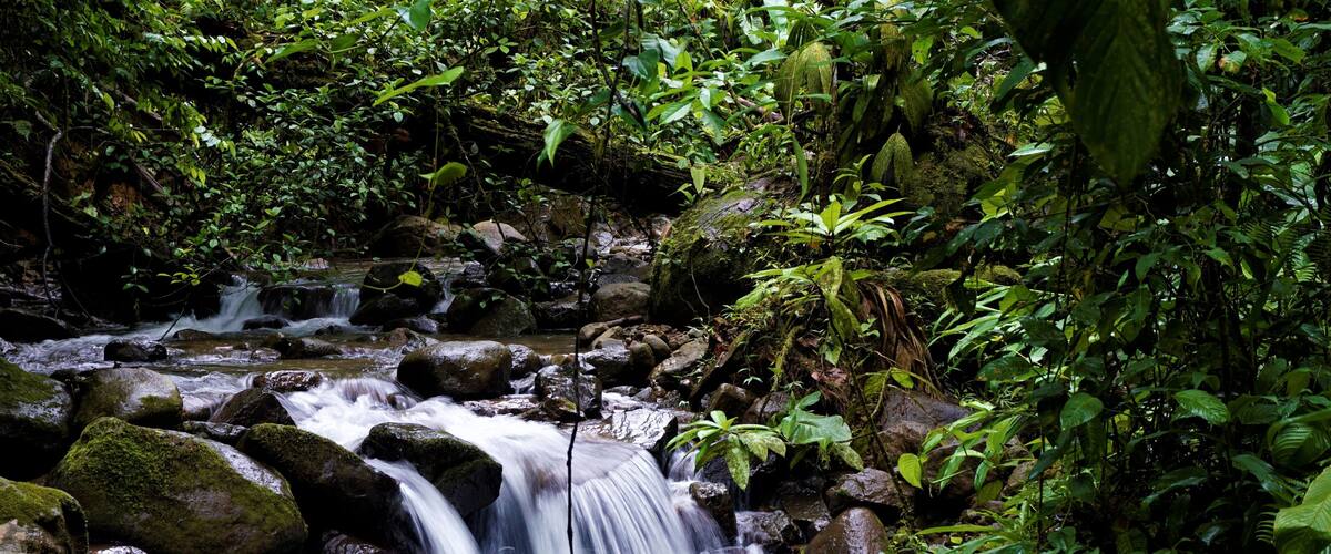 A stream flowing over rocks in a forested area.