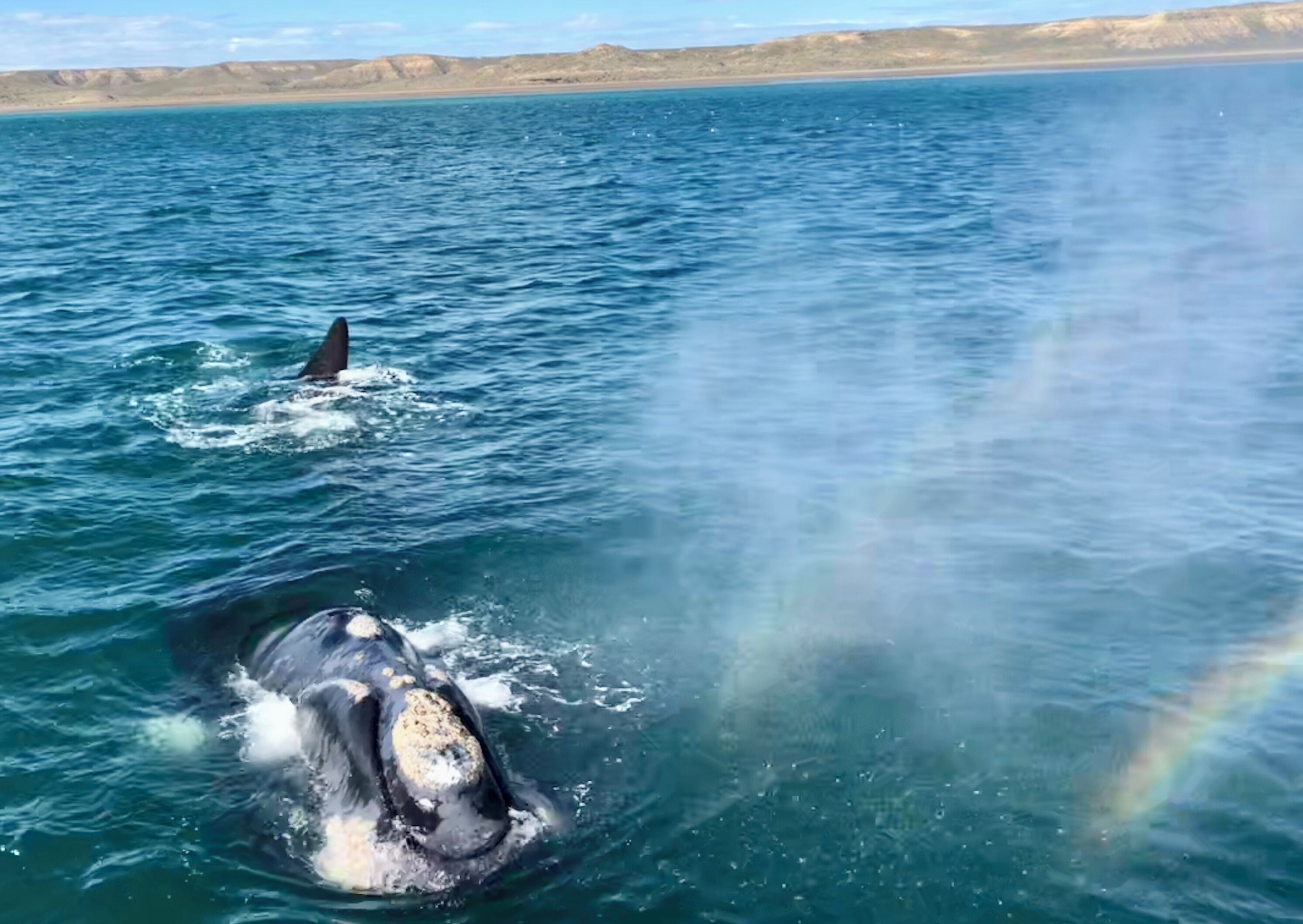 A whale breaching the ocean surface with a rainbow in the background.