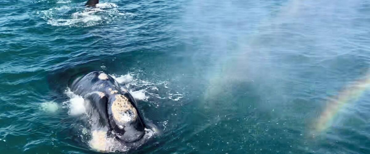 A whale breaching the ocean surface with a rainbow in the background.
