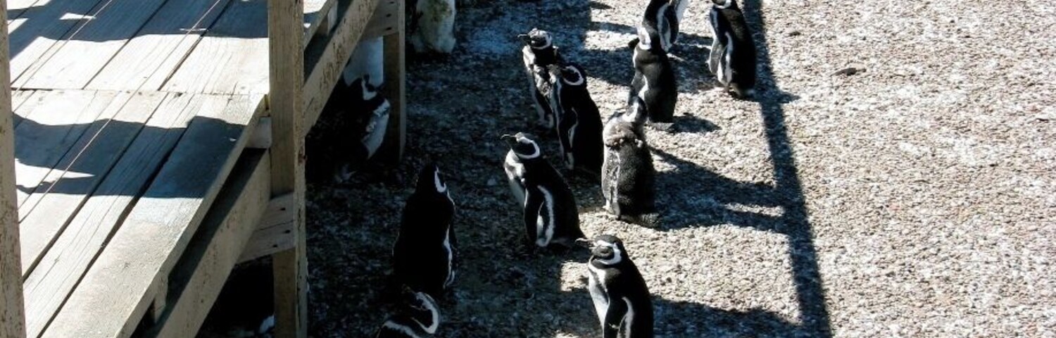 Penguins like the shade at the Punto Tombo penguin reserve.