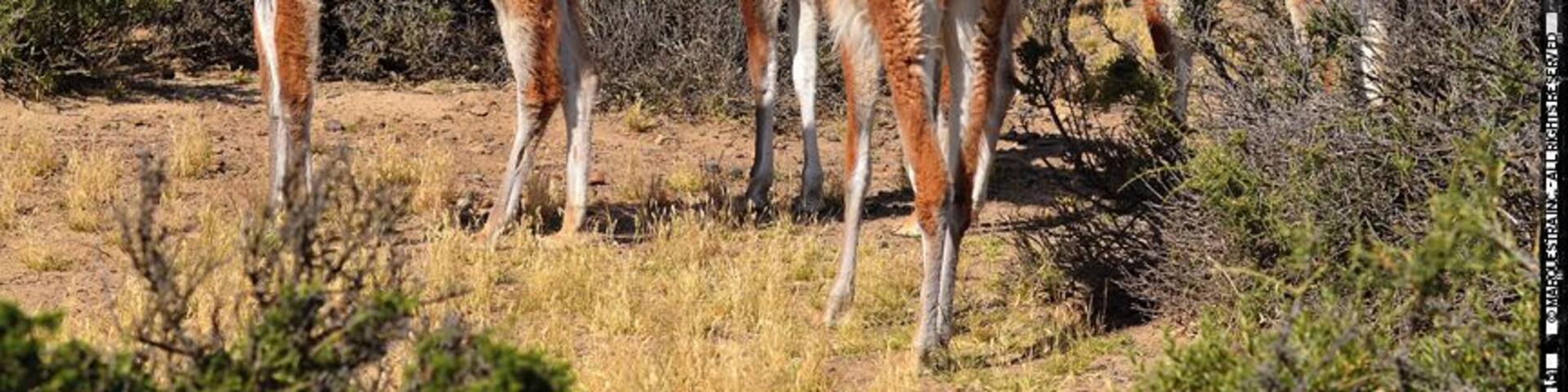 Guanacos keeping company to the penguins at the Punta Tumbo Penguin Reserve