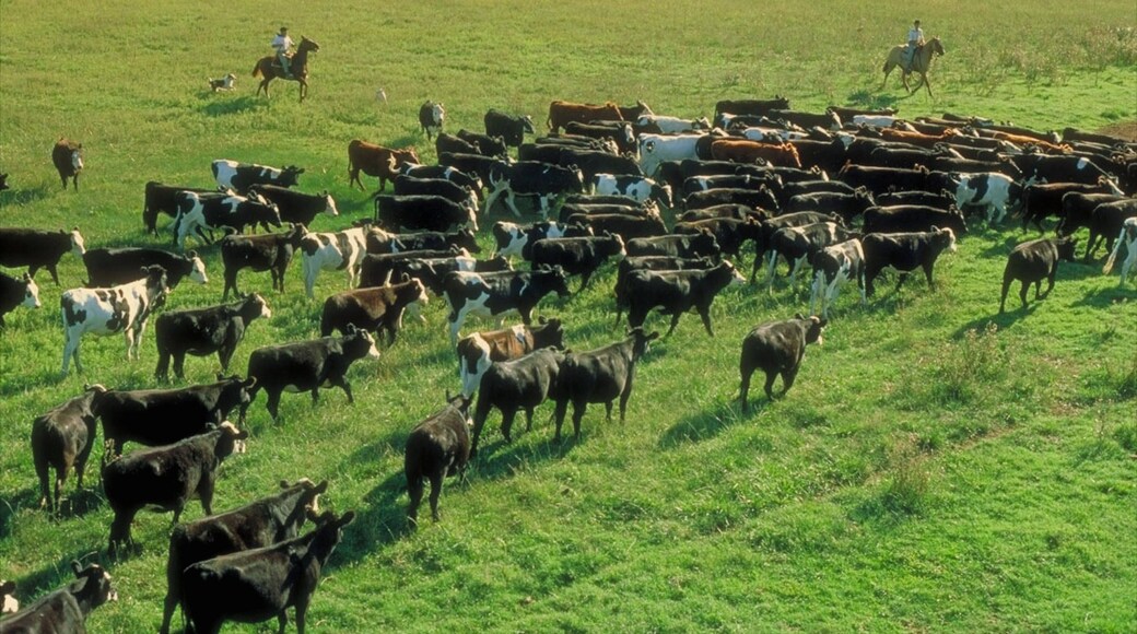 La Pampa showing farmland and land animals