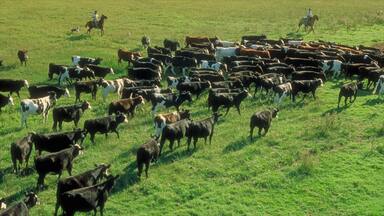 A herd of cattle in a grassy field with riders on horseback.