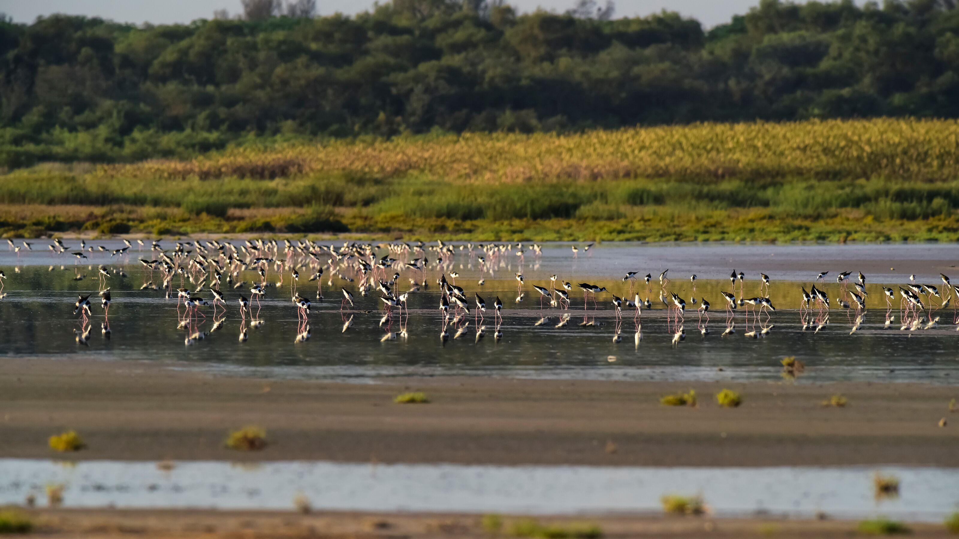 Southern Stilt, Himantopus melanurus in flight, Ansenuza National Park, Cordoba Province, Argentina