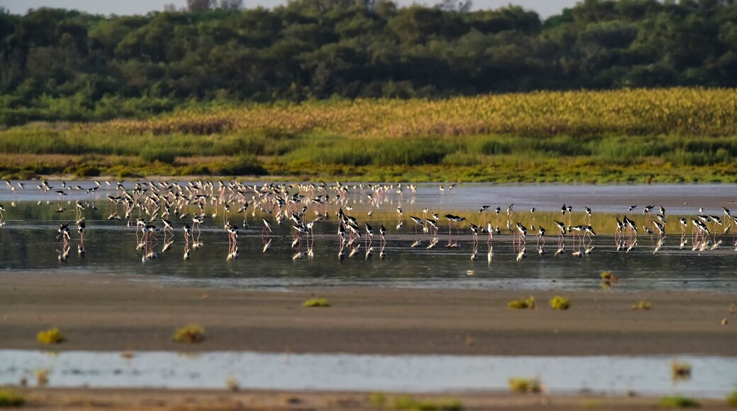 Southern Stilt, Himantopus melanurus in flight, Ansenuza National Park, Cordoba Province, Argentina