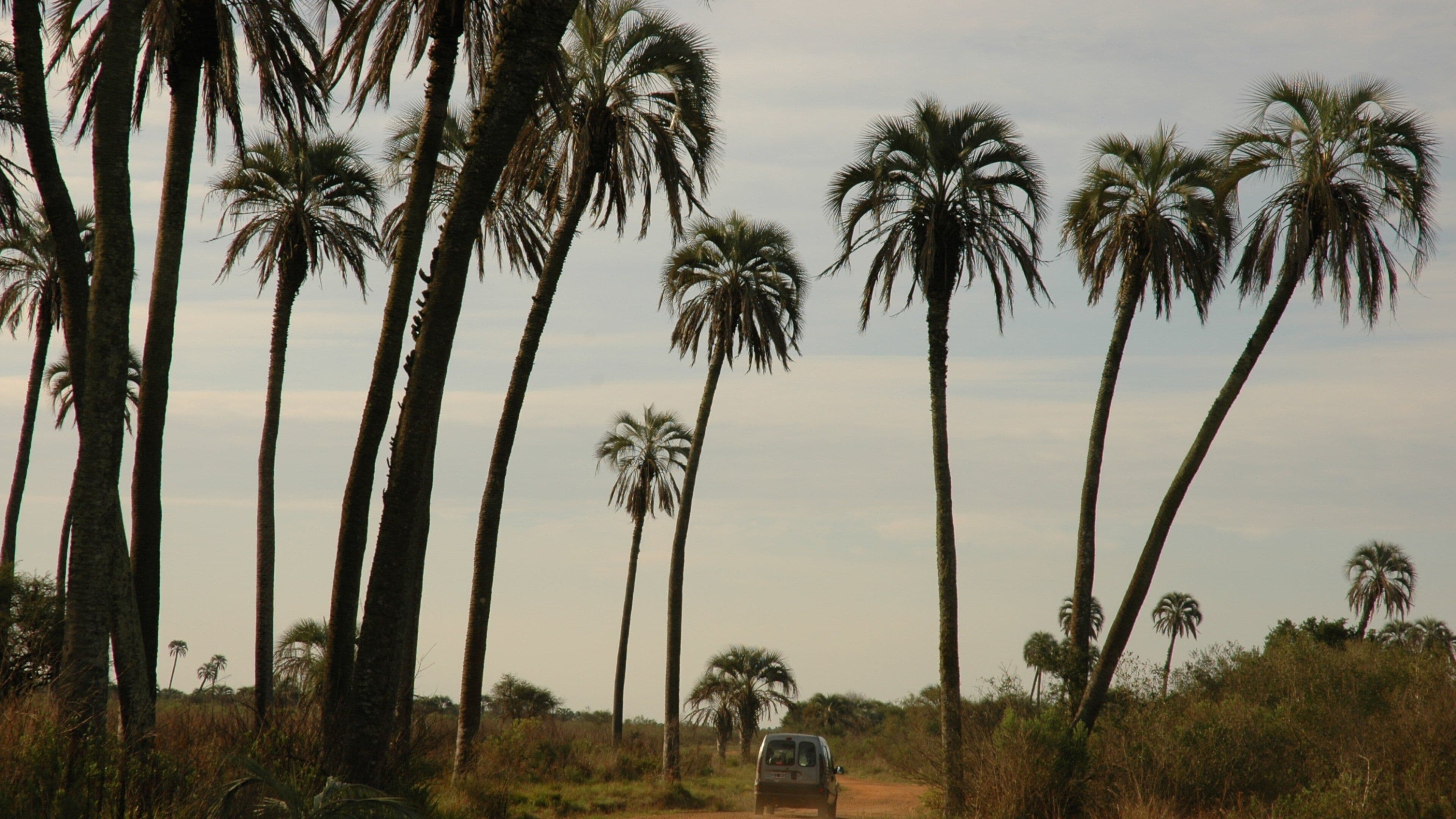 Entre Ríos Province featuring tropical scenes and vehicle touring