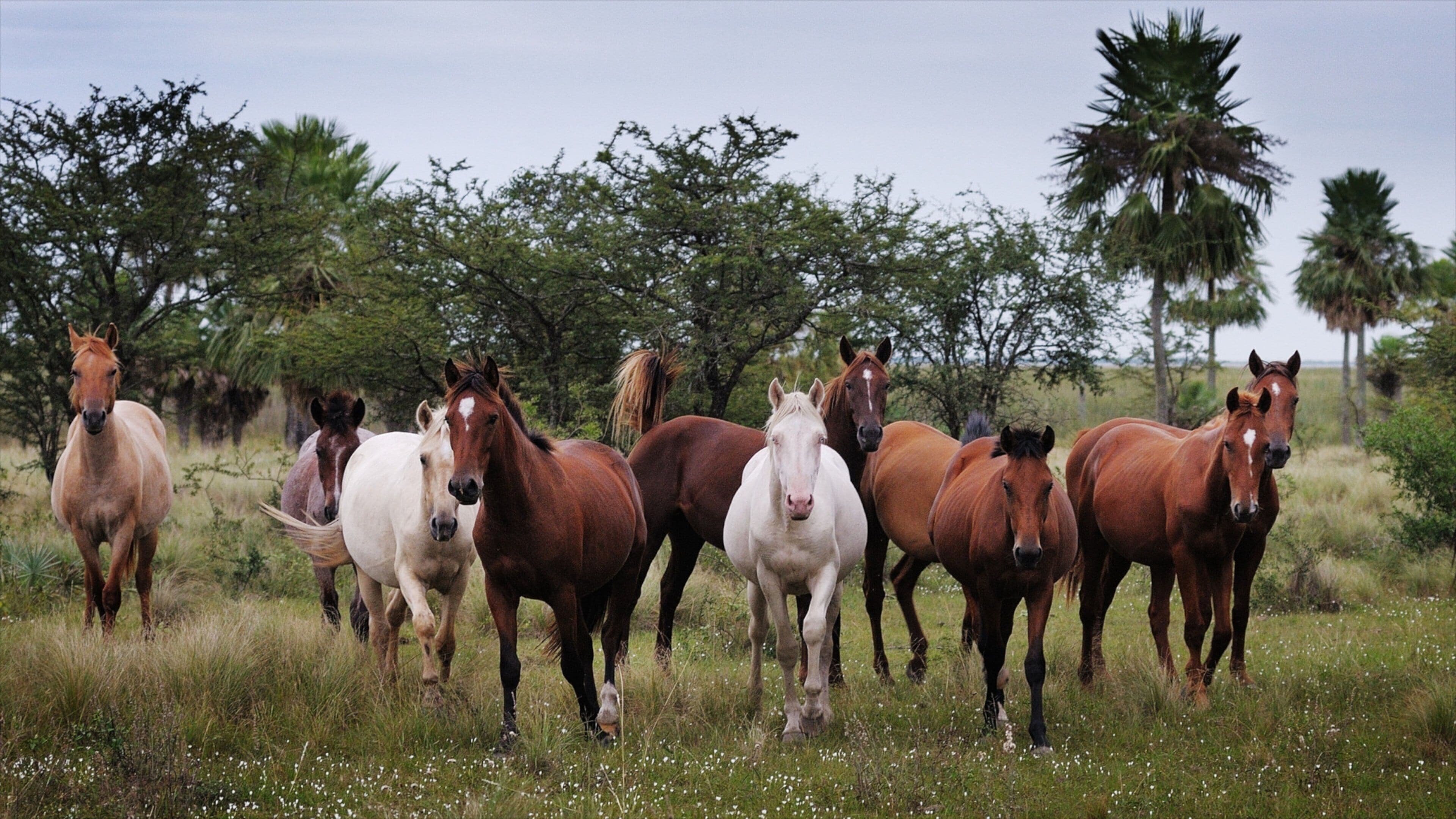 Corrientes which includes land animals and tranquil scenes