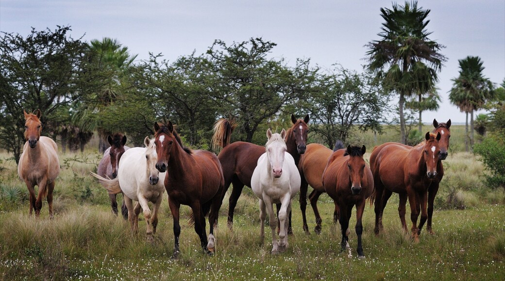 Corrientes which includes land animals and tranquil scenes