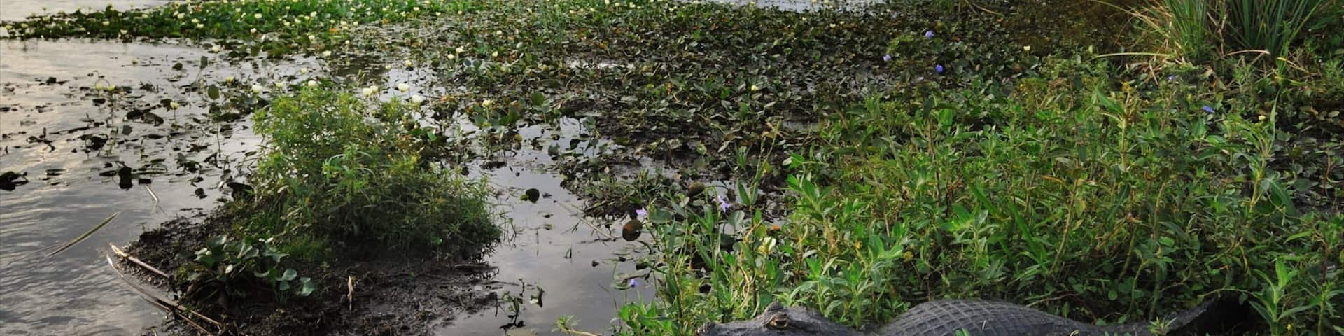 Corrientes featuring wetlands and dangerous animals