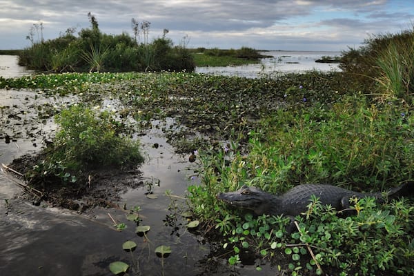 A swampy area with water lilies and vegetation.