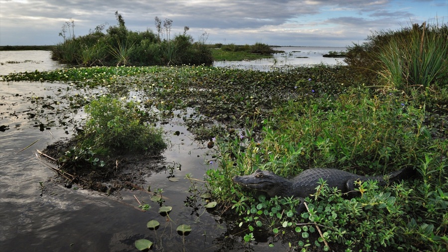 Corrientes showing wetlands and dangerous animals