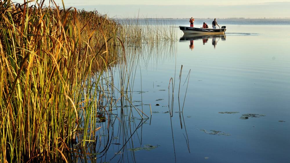 A calm lake with tall reeds on the left and a small boat with people on the right.