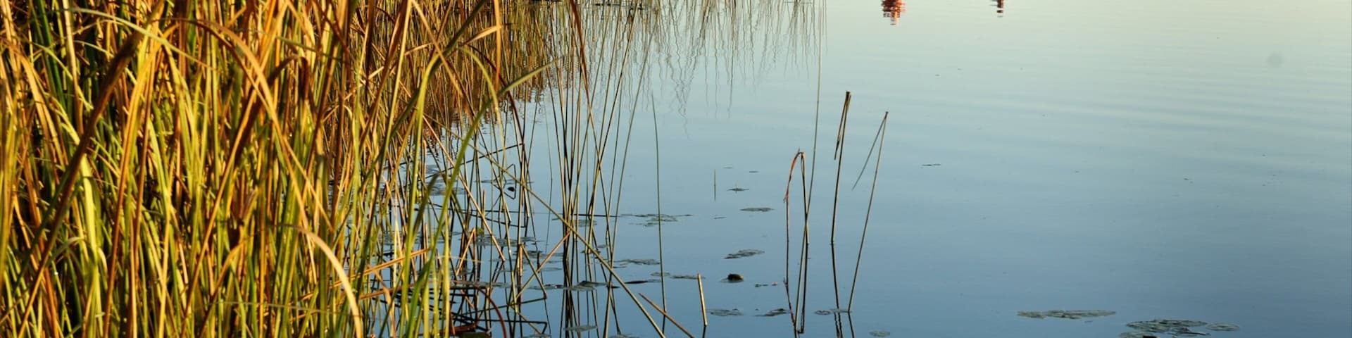 Un lago tranquilo con juncos altos a la izquierda y un barco pequeño con gente a la derecha.