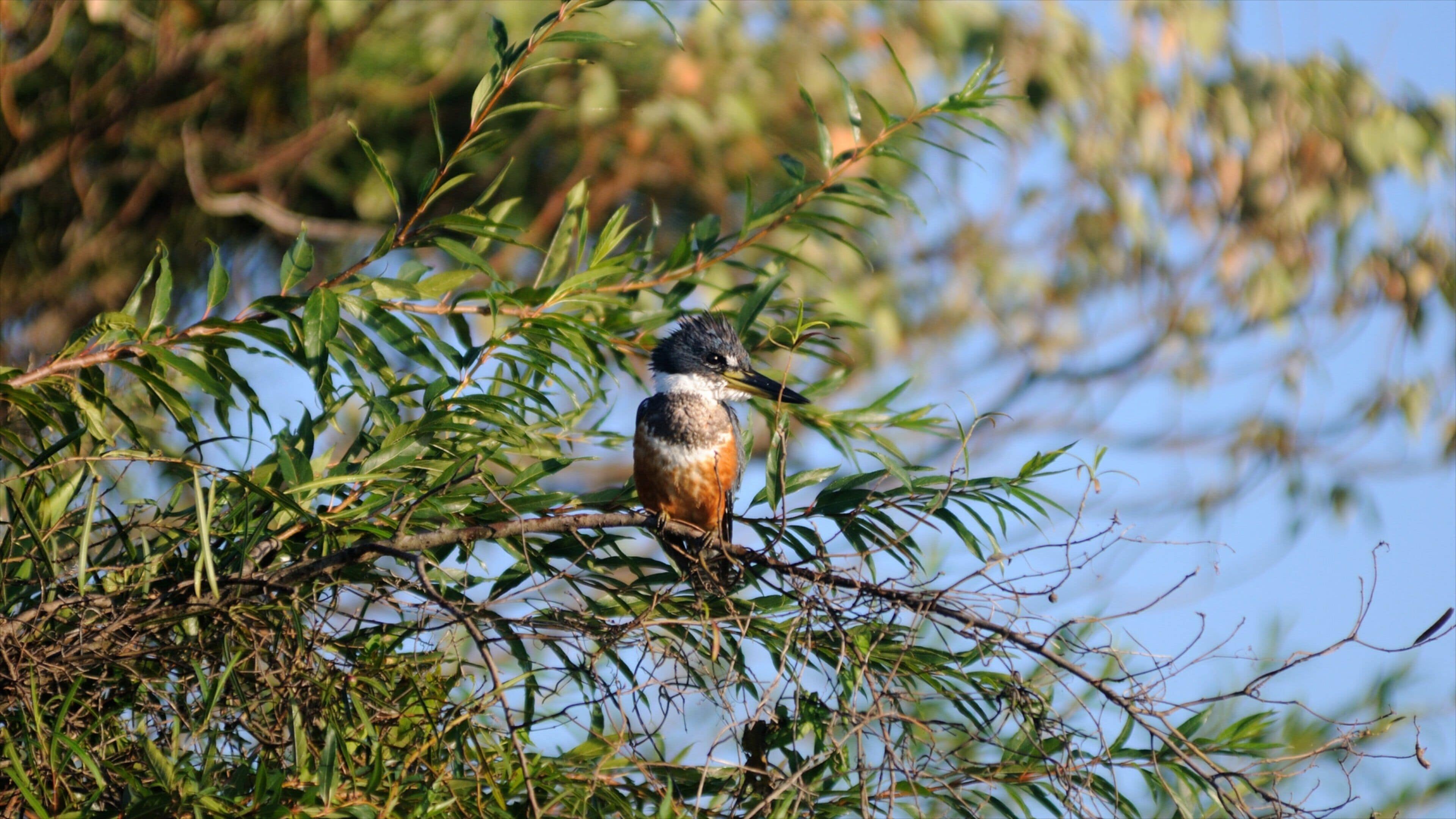 Corrientes showing bird life