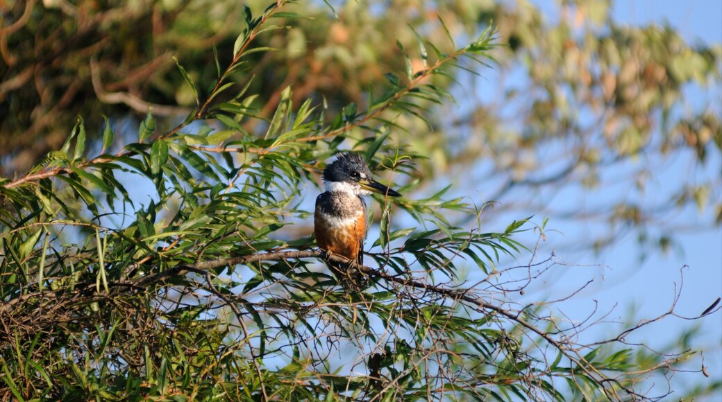 Corrientes showing bird life