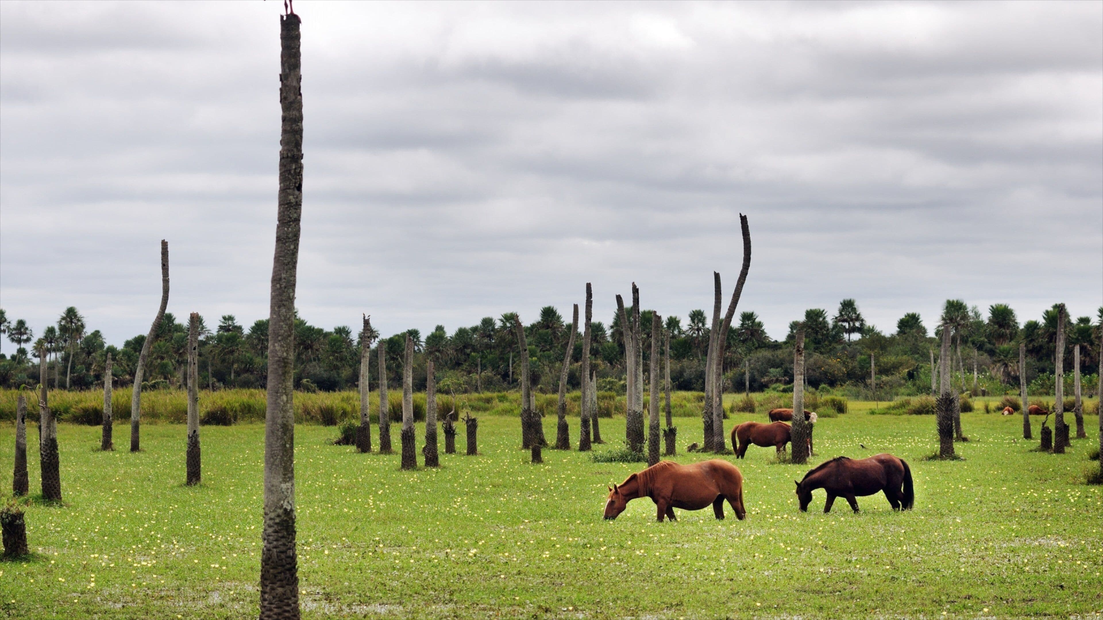 Caballos pastando en un campo con palmeras dispersas.