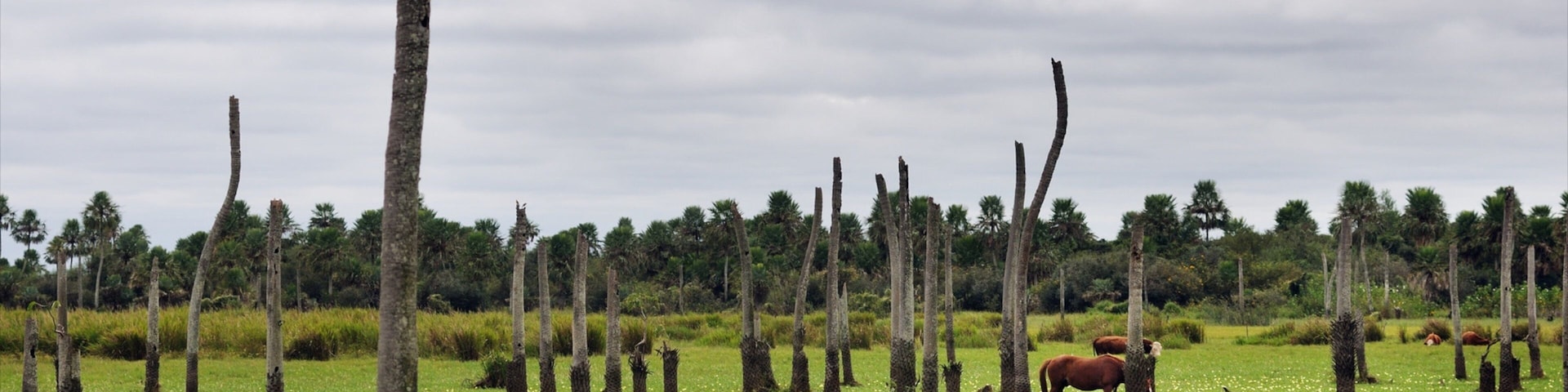 Caballos pastando en un campo con palmeras dispersas.
