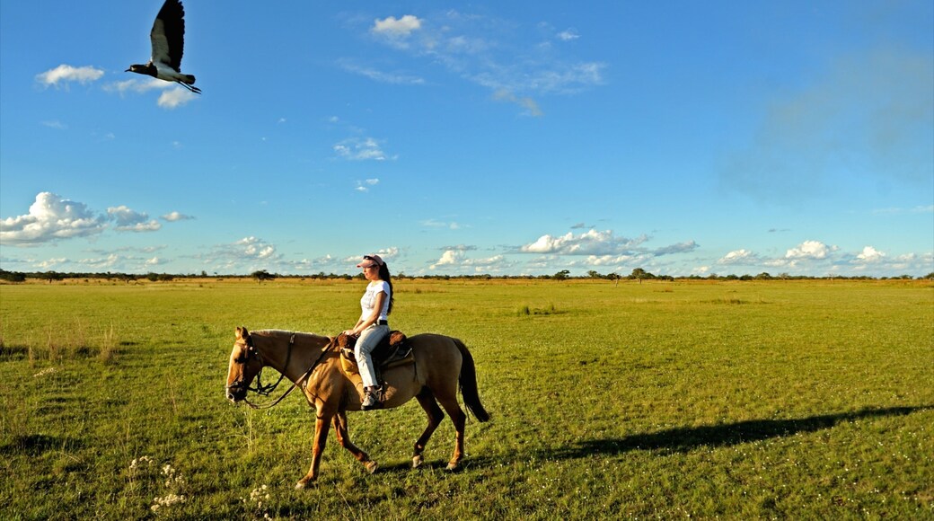 Corrientes showing land animals, landscape views and horse riding