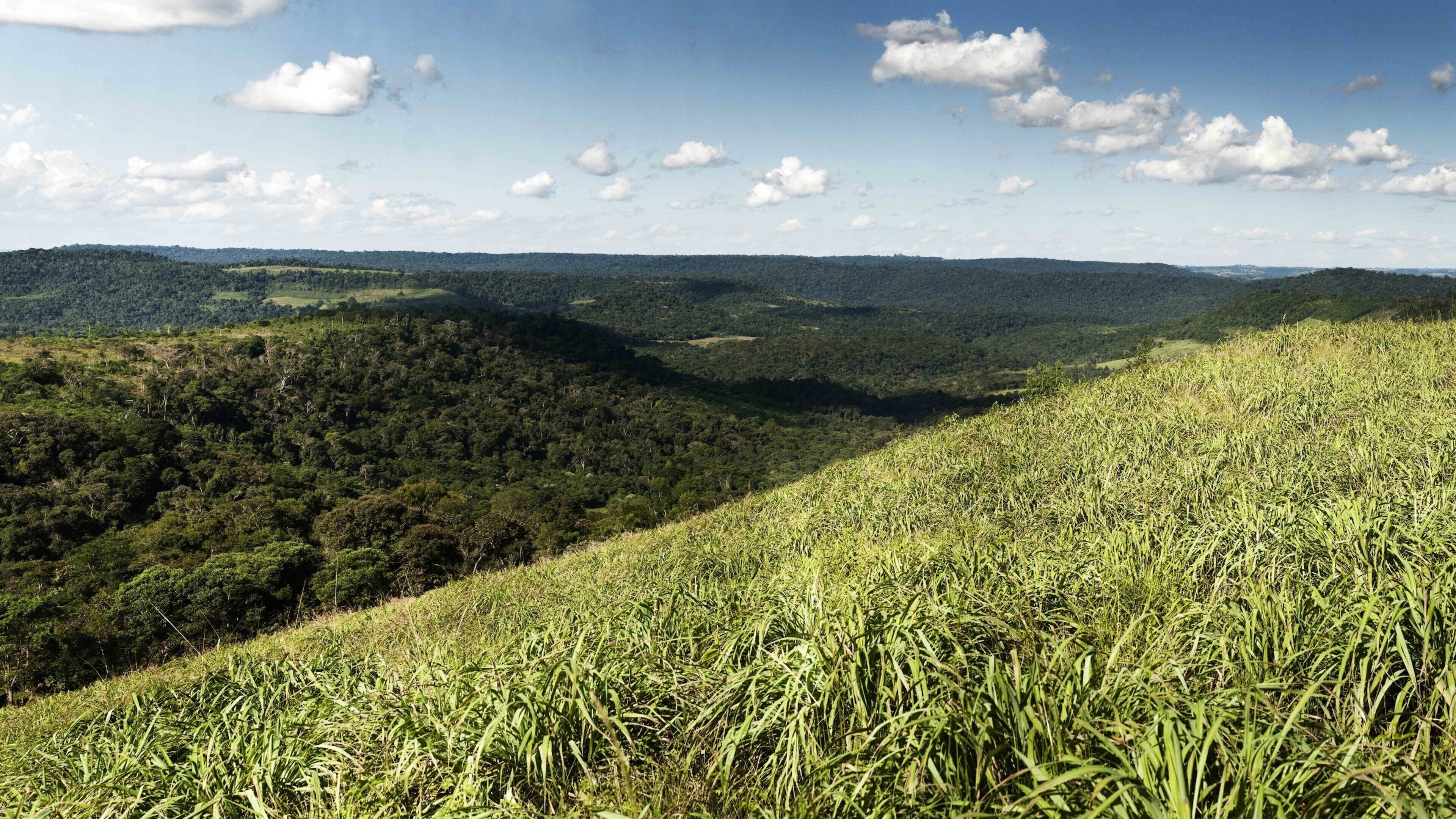Misiones Province showing tranquil scenes and landscape views