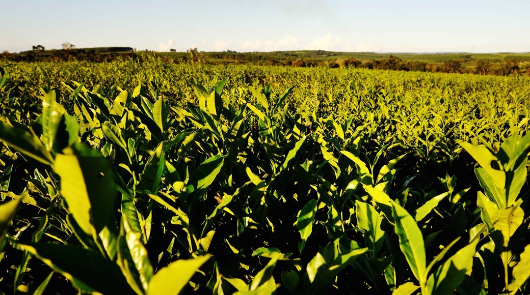 Misiones ofreciendo tierras de cultivo y vistas de paisajes