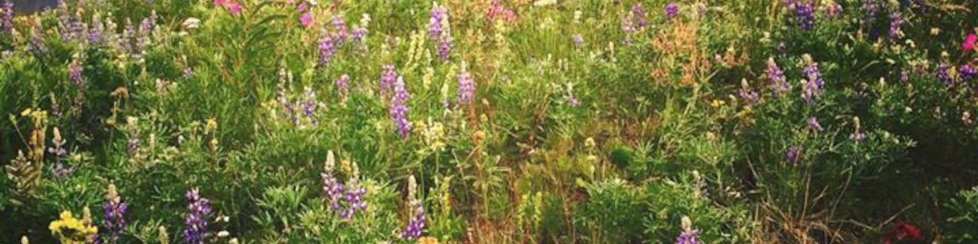 Amazing flowers at Many Glaciers