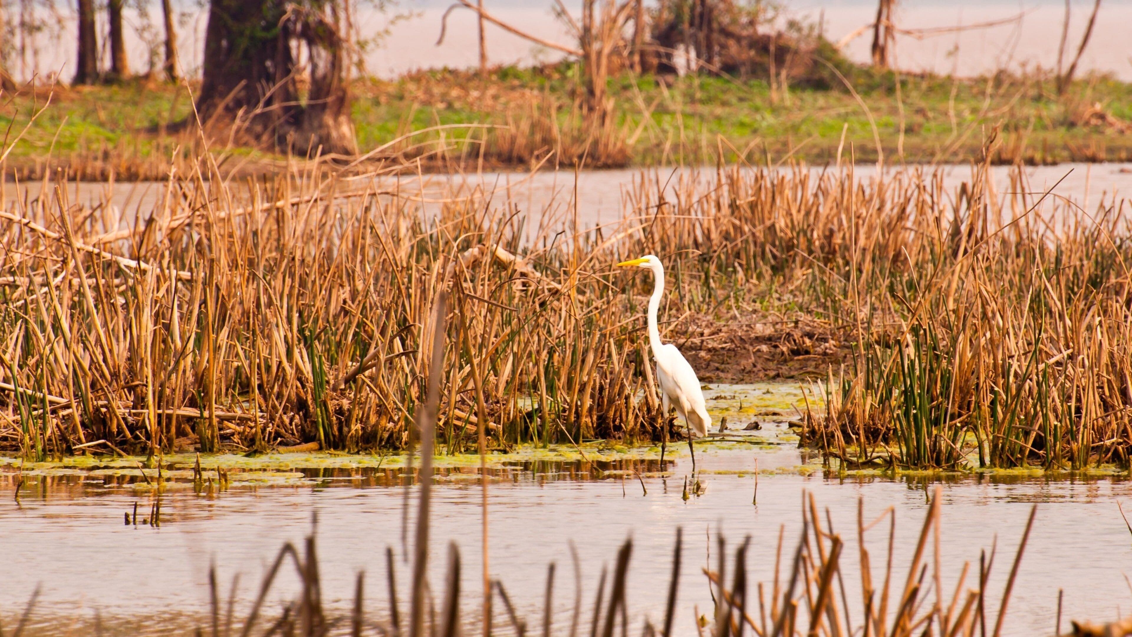 Chaco que incluye humedales y vida de las aves