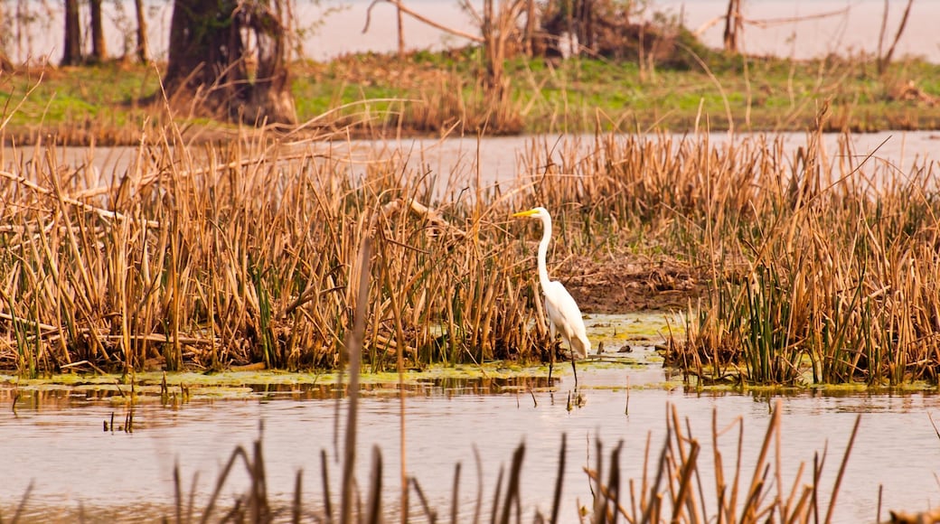 Chaco featuring wetlands and bird life