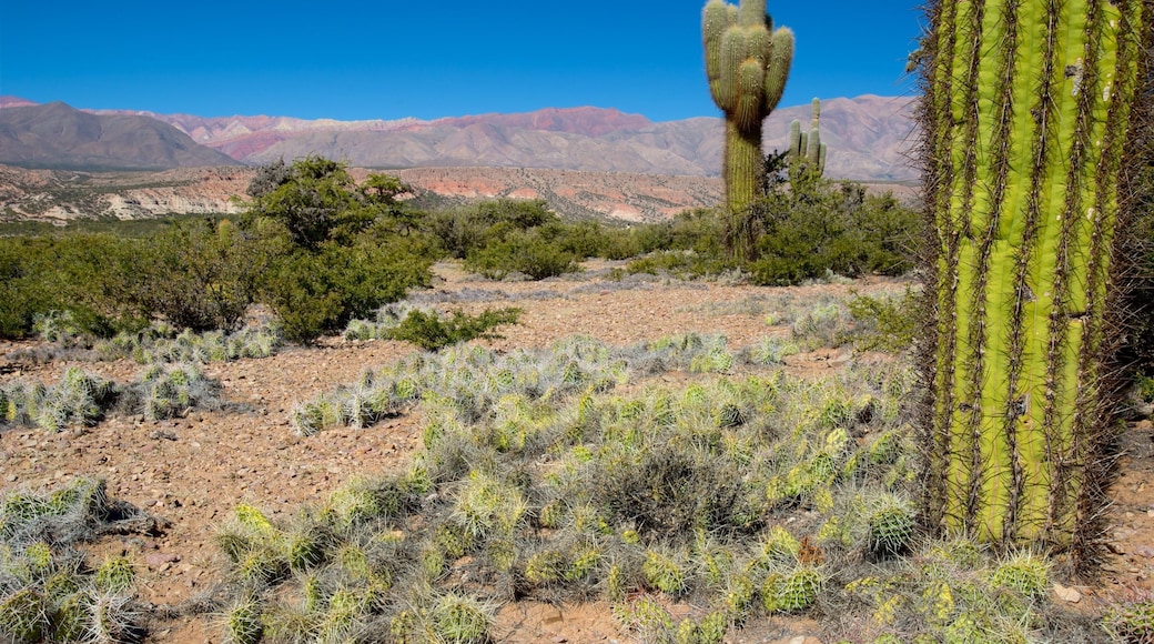 คูคุย เนื้อเรื่องที่ สวนสาธารณะ และ ทิวทัศน์ทะเลทราย