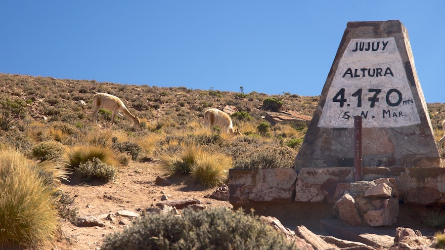 Jujuy bevat woestijnen en bewegwijzering