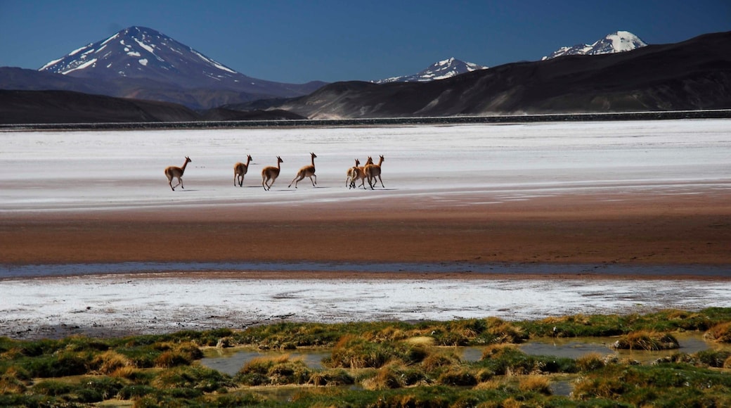 Catamarca som viser landdyr