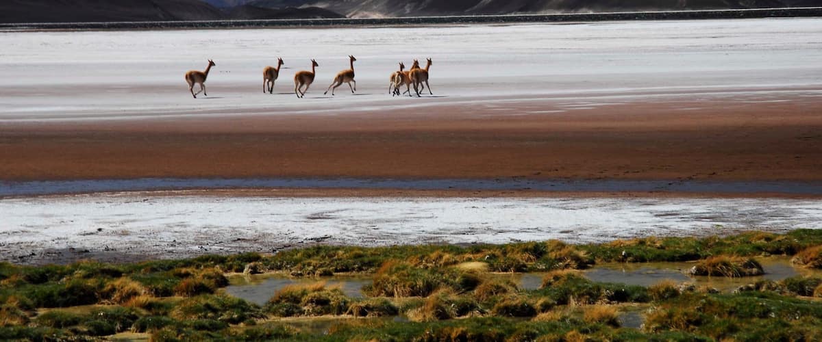 Catamarca showing land animals