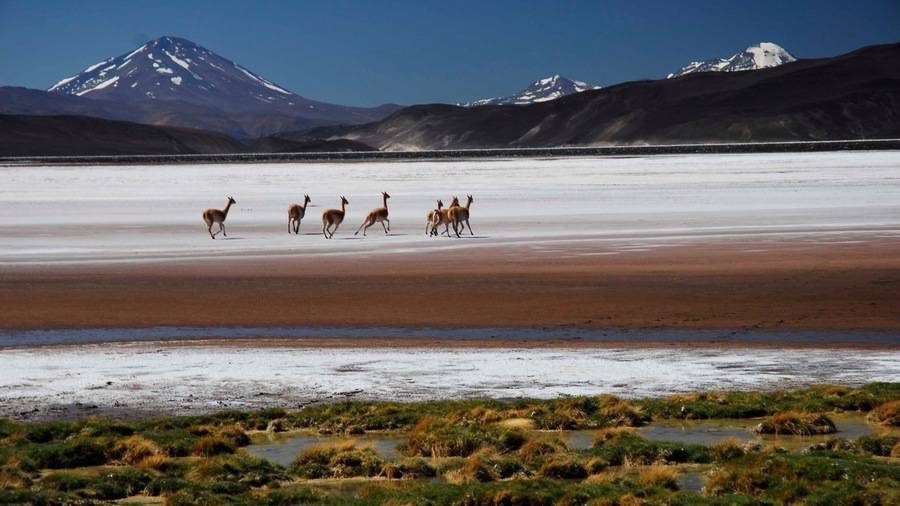 Catamarca showing land animals