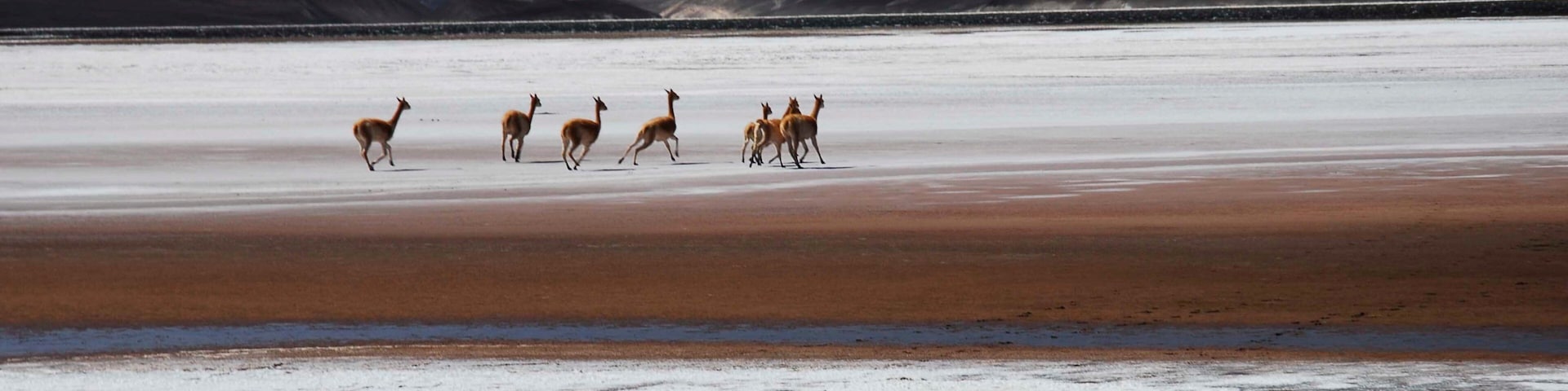 Catamarca showing land animals
