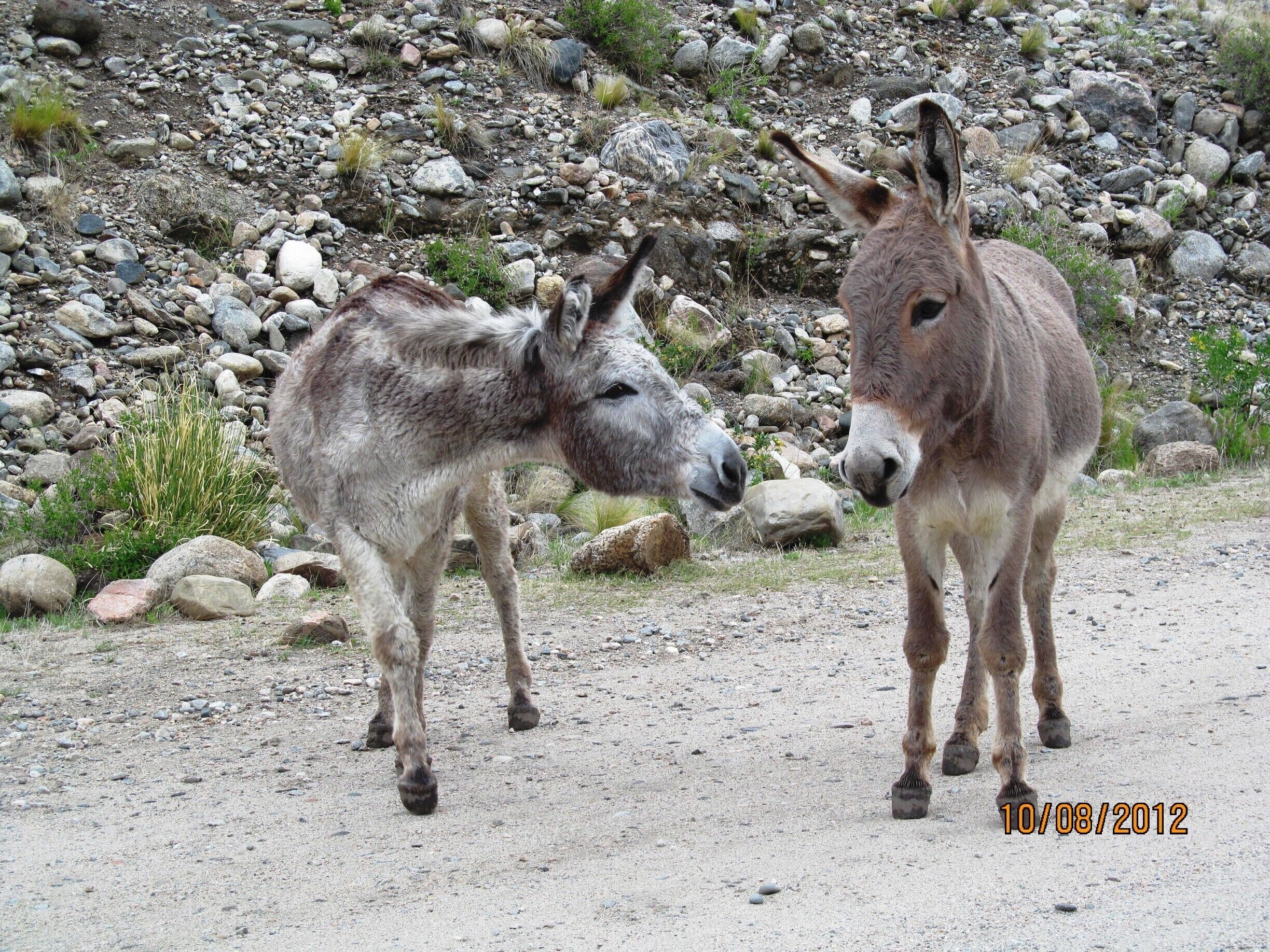 Cute donkeys on our way to Embalse de Nogolí.