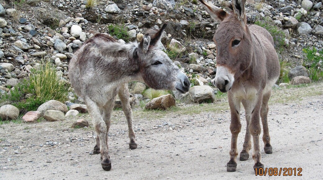 Cute donkeys on our way to Embalse de Nogolí.