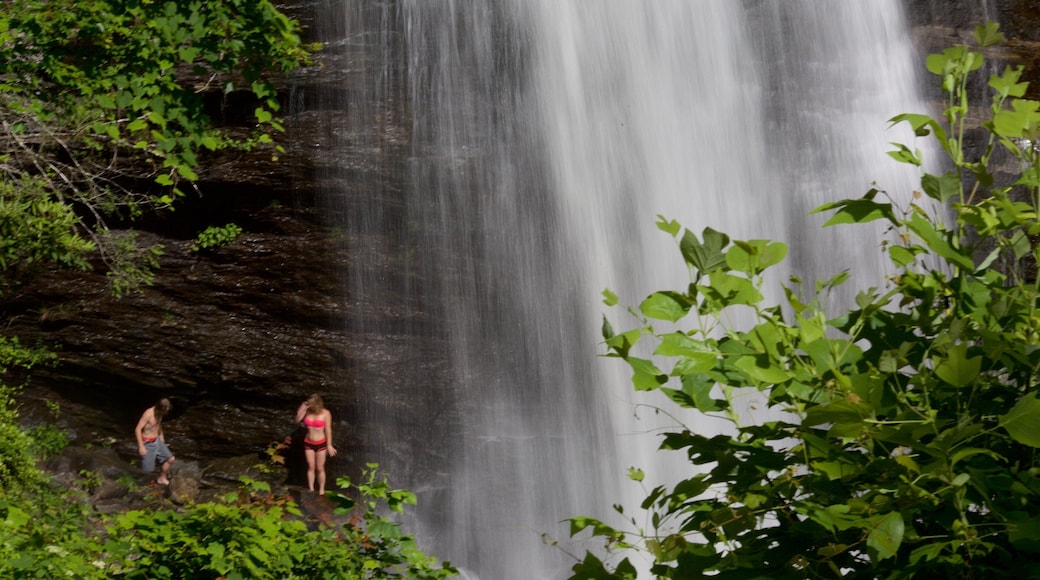 Pisgah Forest mostrando bosques, natación y una catarata