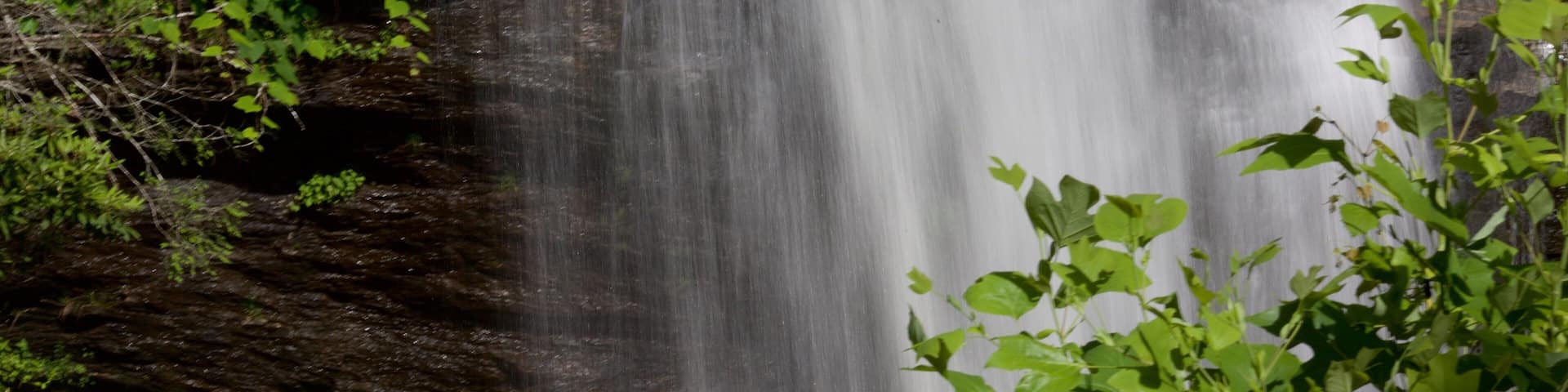Pisgah Forest which includes a cascade, swimming and forest scenes