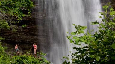 Pisgah Forest which includes a cascade, swimming and forest scenes