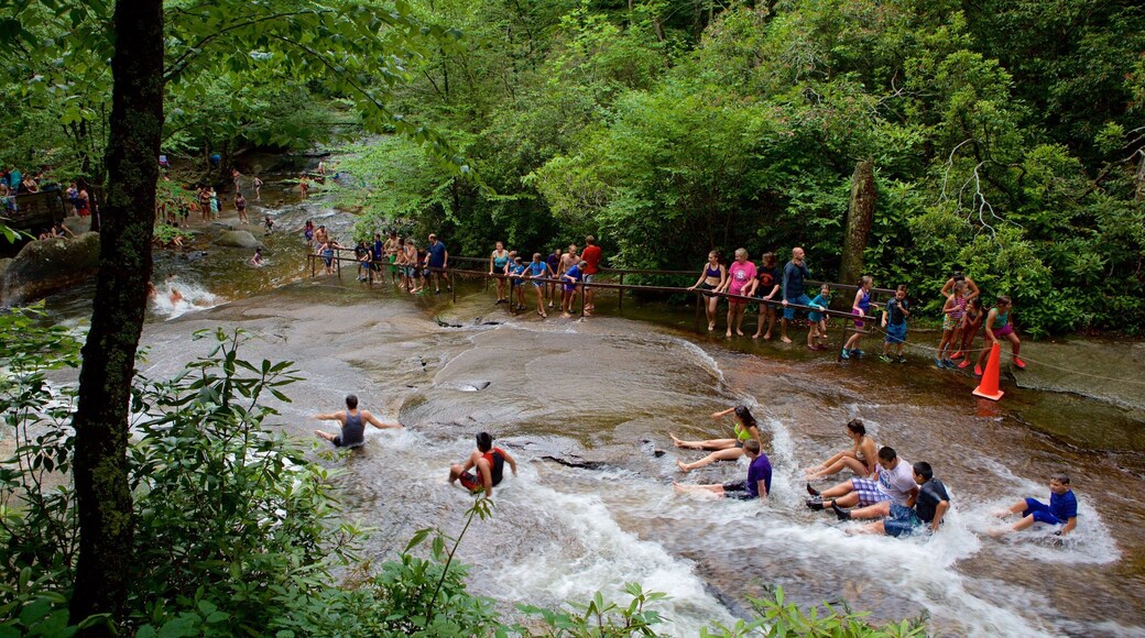 Pisgah Forest mostrando natación, un río o arroyo y escenas forestales