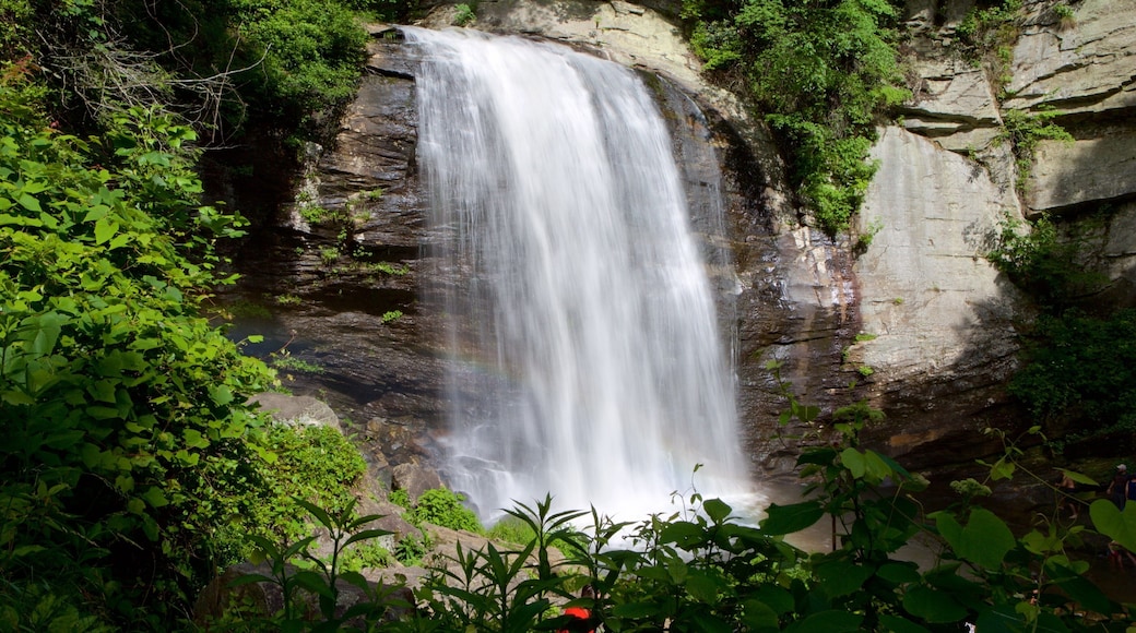 Pisgah Forest que incluye bosques y una cascada