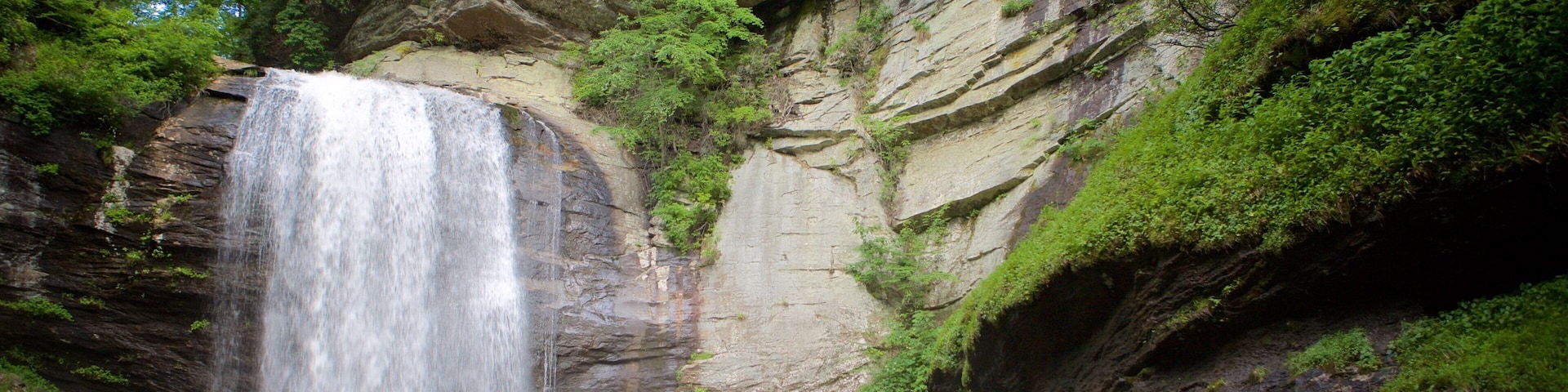 Pisgah Forest