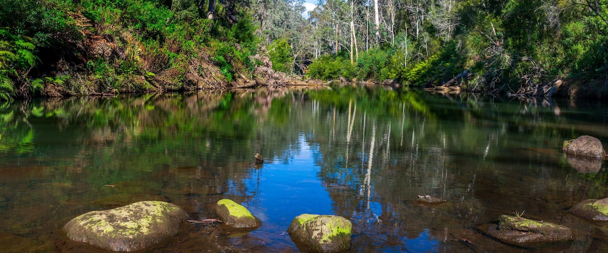 A calm river with clear water, surrounded by dense green forest and tall trees.