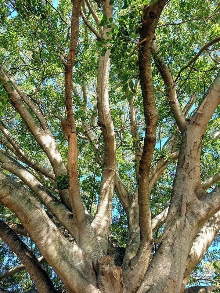 The waterfront is a quiet idyllic spot to rest and have a bite to eat.  The first stop on the train line into the Central Coast.  It is surrounded by the water with amazing shared walking/bike path for both the locals and visitors to enjoy.  A great little spot to put a line in the water and try your luck at catching a fish.   There are lots of trees that offer plenty of shade to pull out a picnic rug and lie under and enjoy the view above.