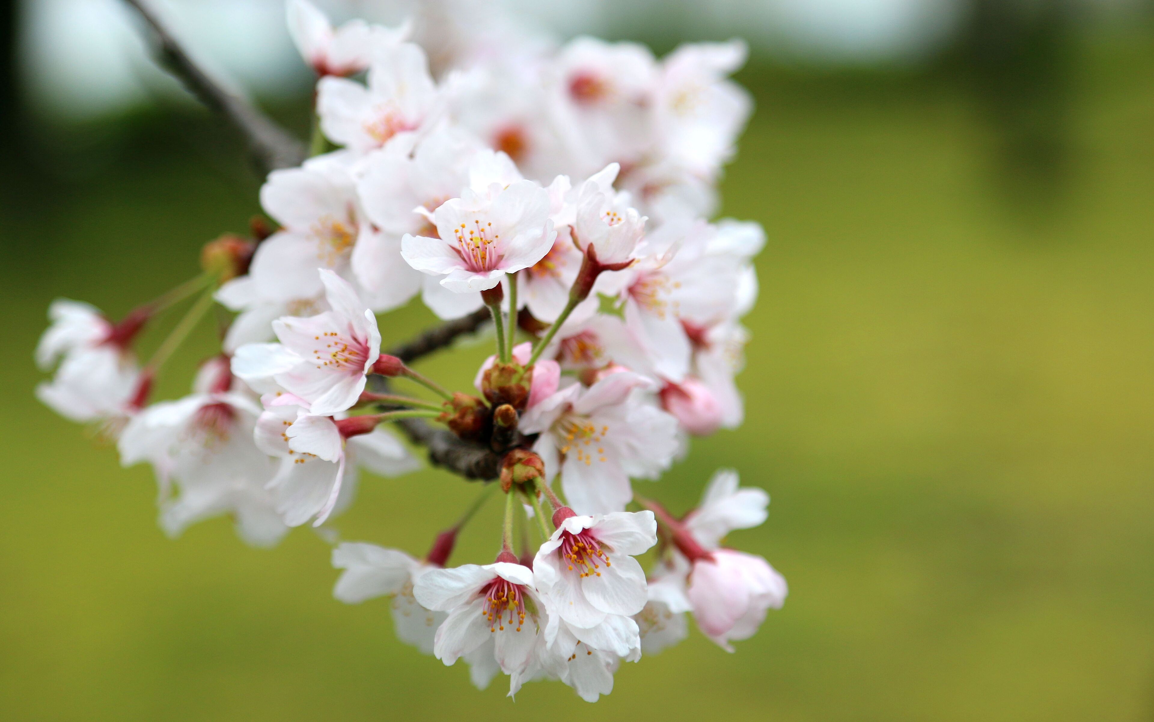 満開の桜の花　満開の桜　サクラの花風景　桜の花