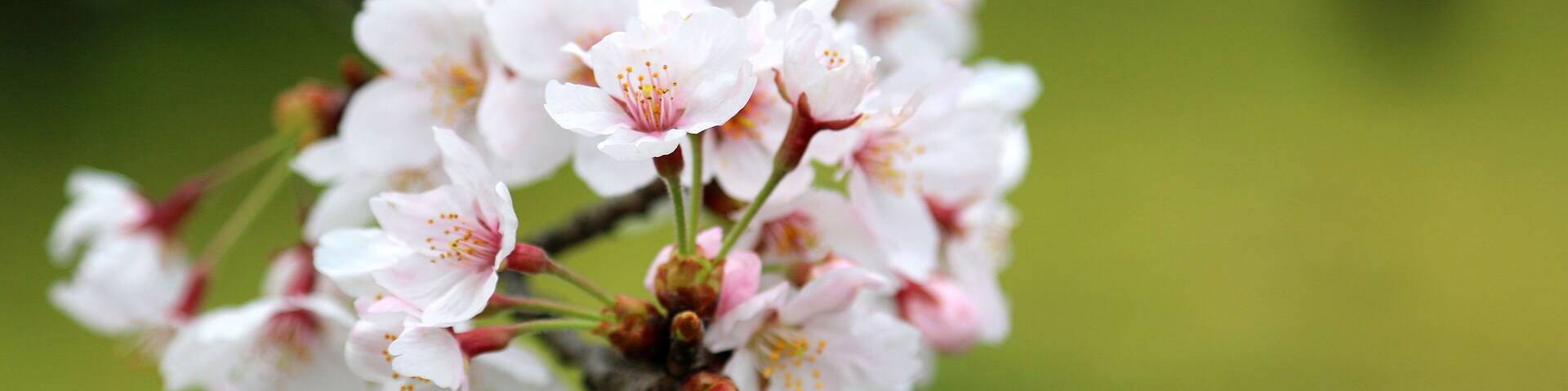 満開の桜の花 満開の桜 サクラの花風景 桜の花